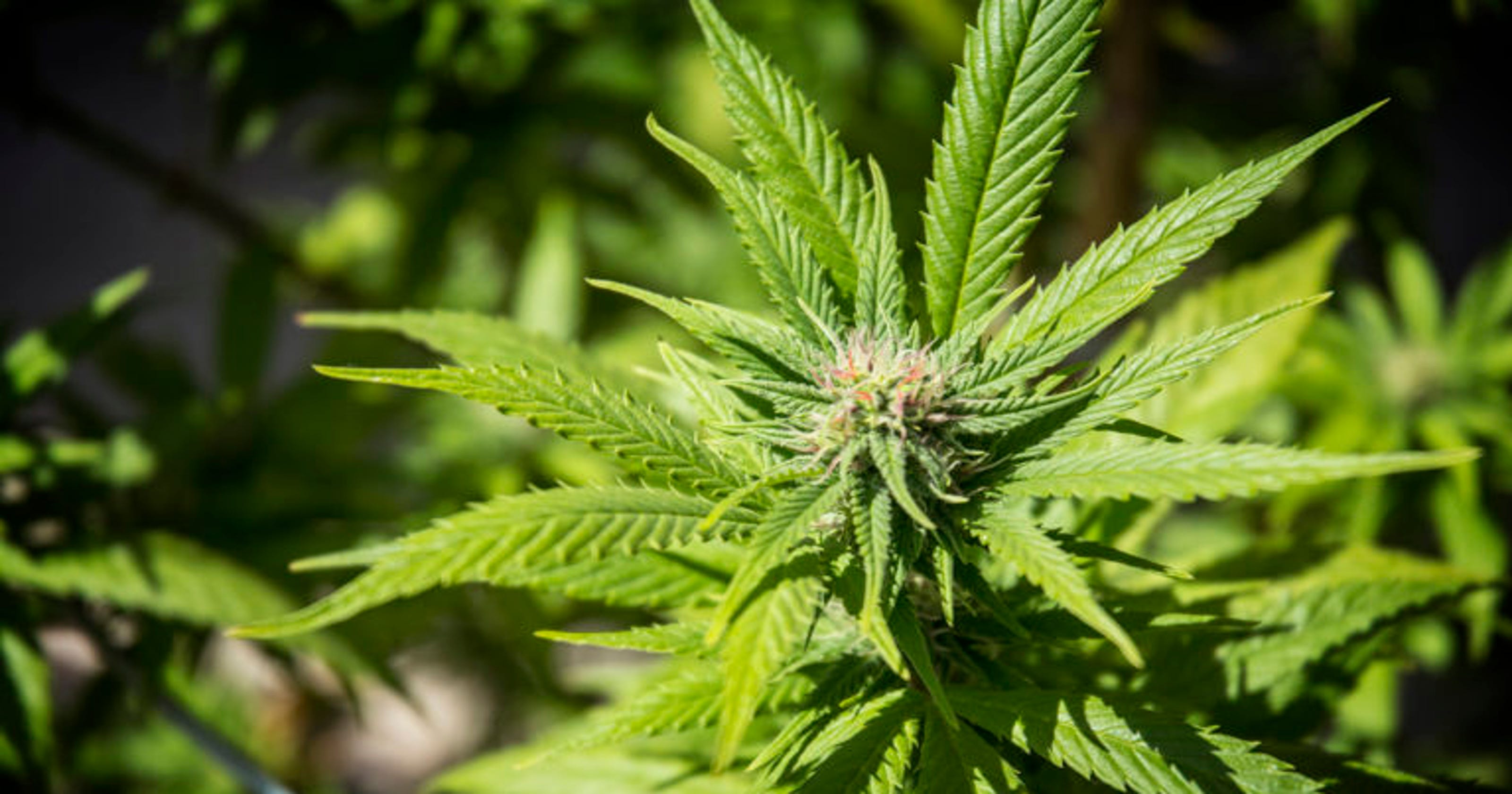 Happy 4 20 It Turns Out Marijuana In Vermont Is Pretty