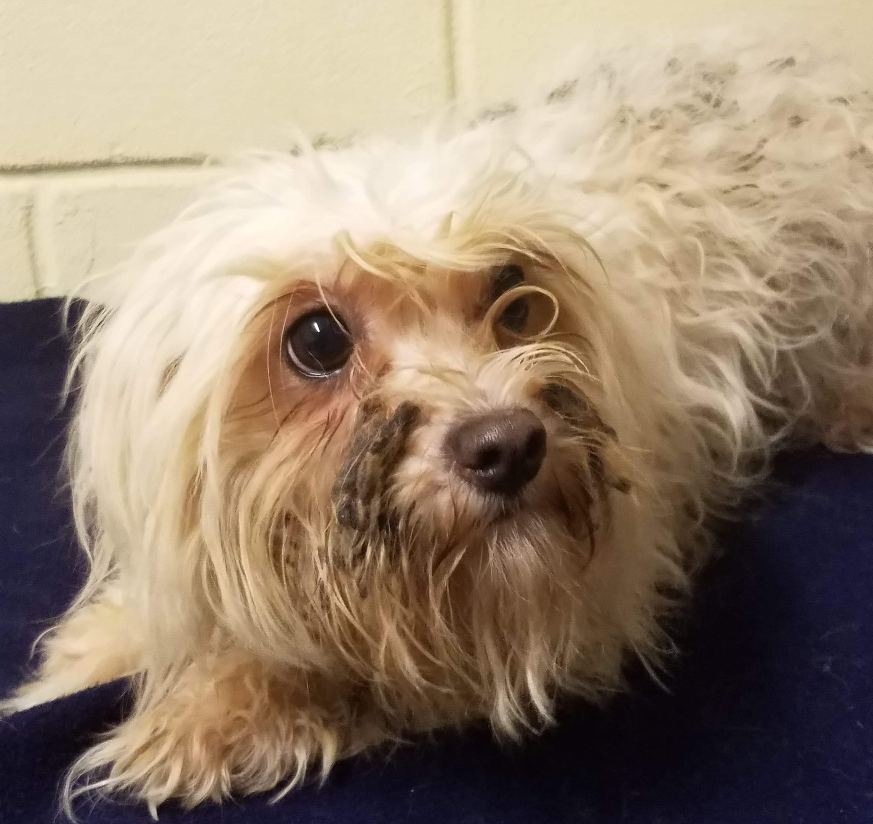 Somerset Regional Animal Shelter takes in dogs from South Jersey hoarder home Somerset Regional Animal Shelter takes in dogs from South Jersey hoarder home