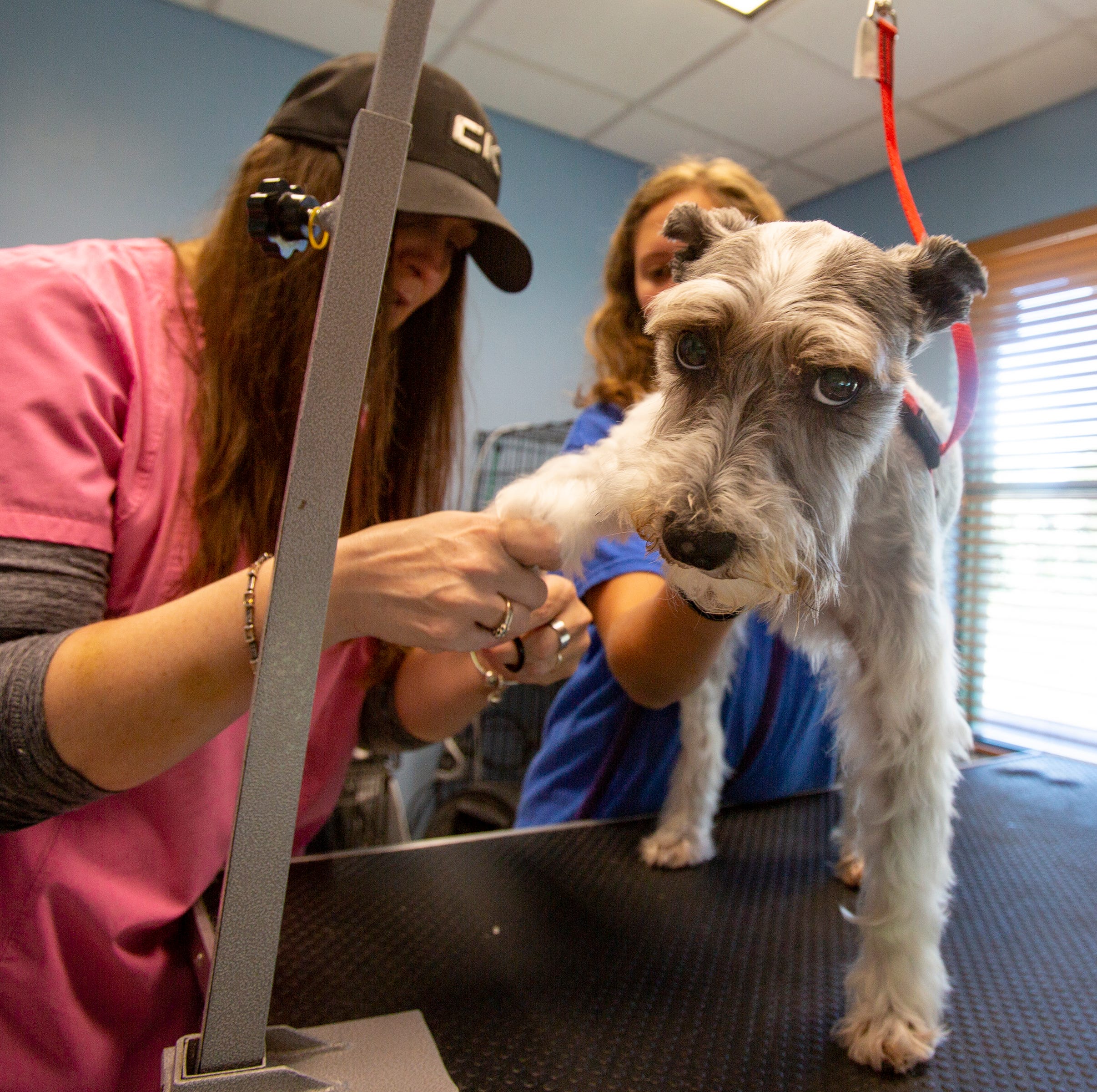 Dog Groomers Open During Coronavirus In Nj Pet Grooming Now