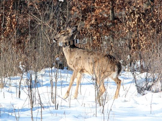 A juvenile white-tailed deer in Iowa County wears a GPS collar as part of the Southwest Wisconsin CWD, Deer and Predator Study.