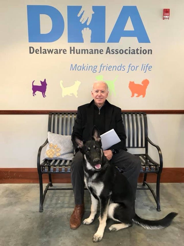 Image result for delaware humane society joe biden dog