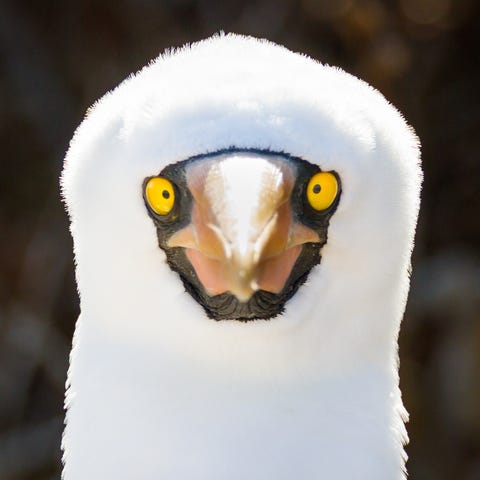 A Nazca booby in the Galapagos Islands, Ecuador.