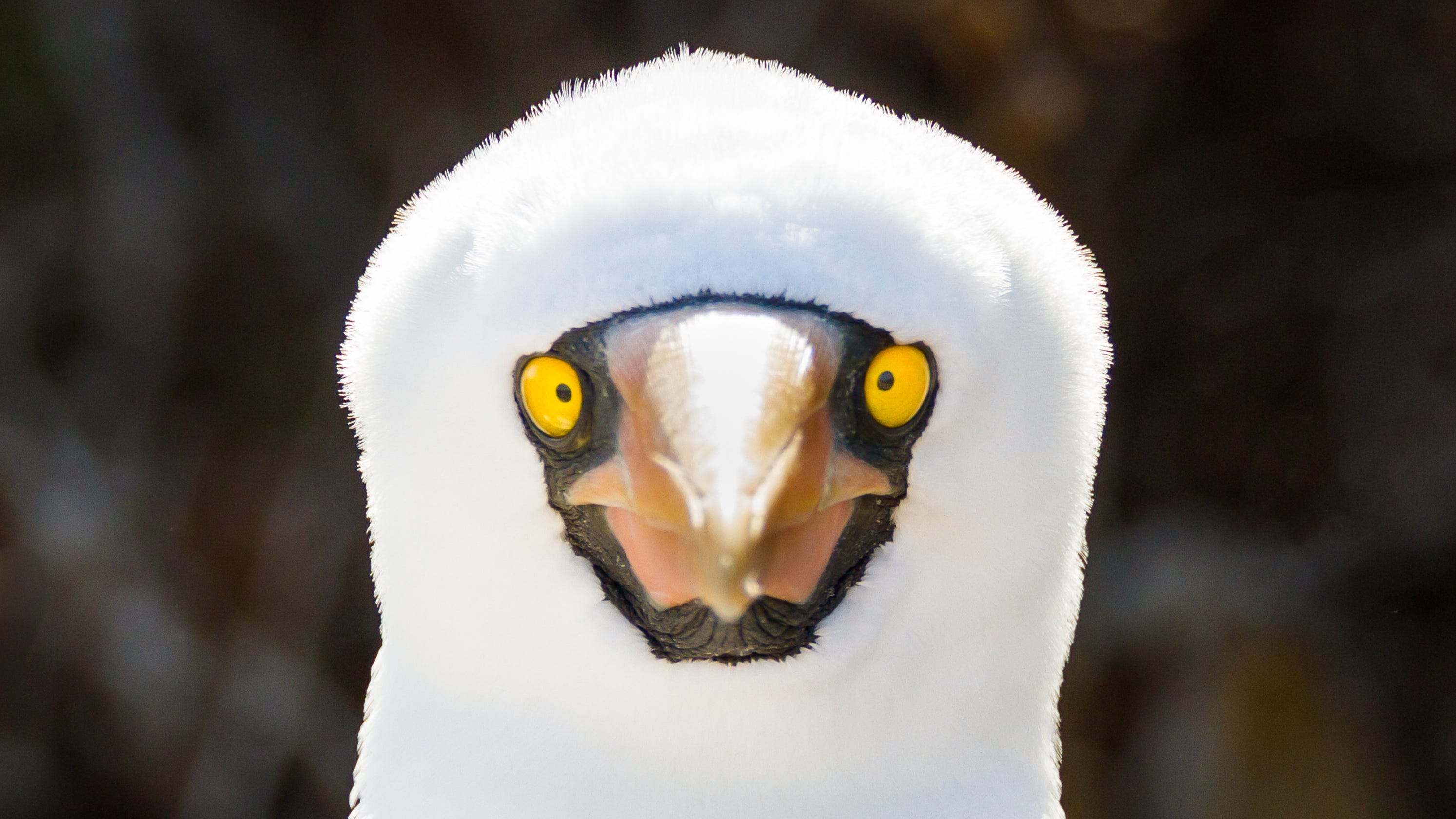 Galapagos Islands wildlife: Photos of unusual animals