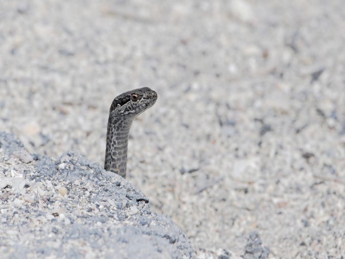 Galapagos Islands wildlife: Photos of unusual animals