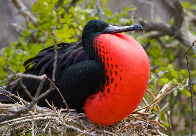 Galapagos Islands wildlife: See photos of unusual animals
