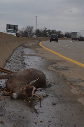 A dead buck on the shoulder of the northbound traffic of I-194 in Battle Creek on November 19, 2018.