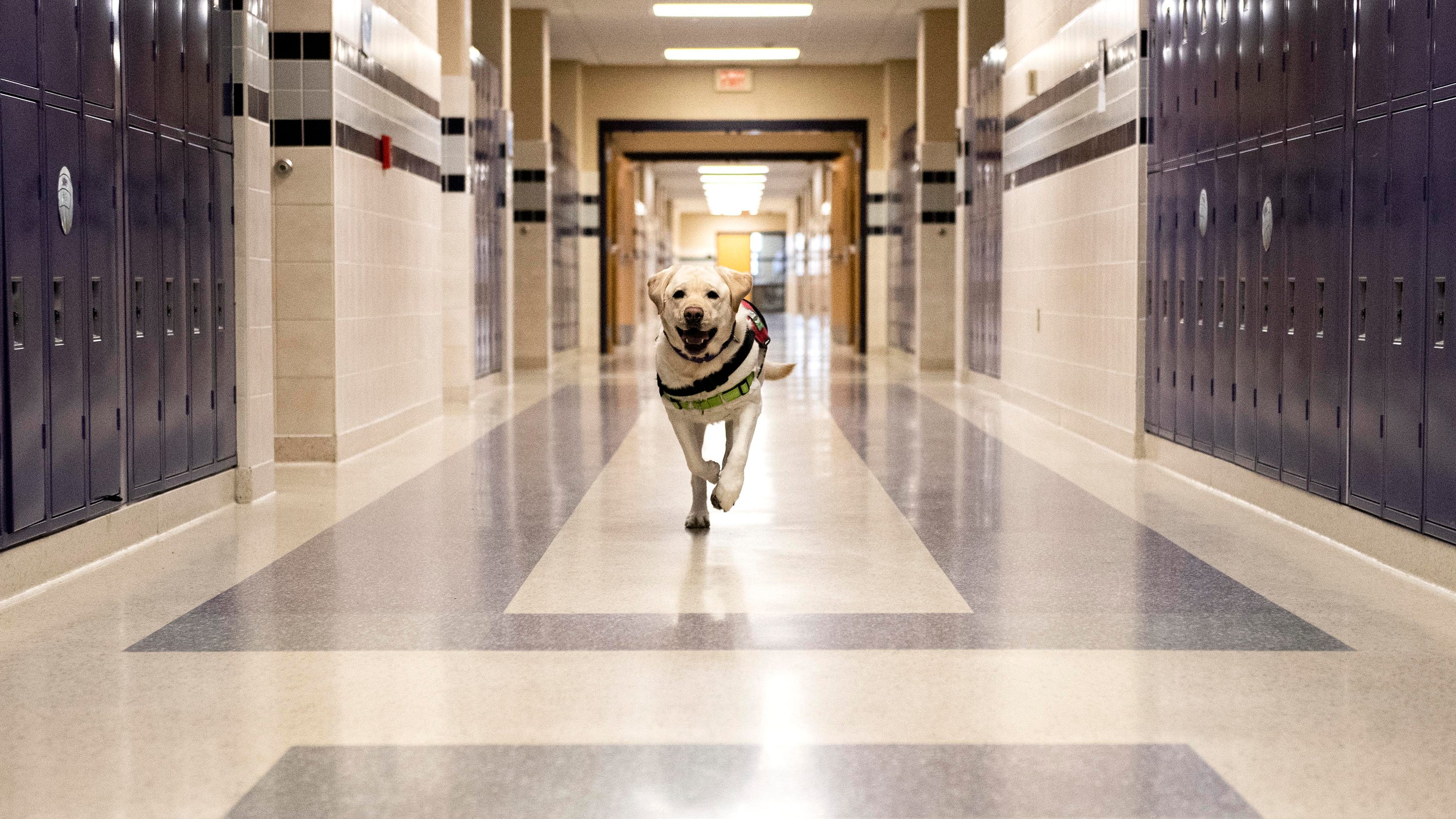 northern-york-school-district-service-dogs-enhance-student-experience