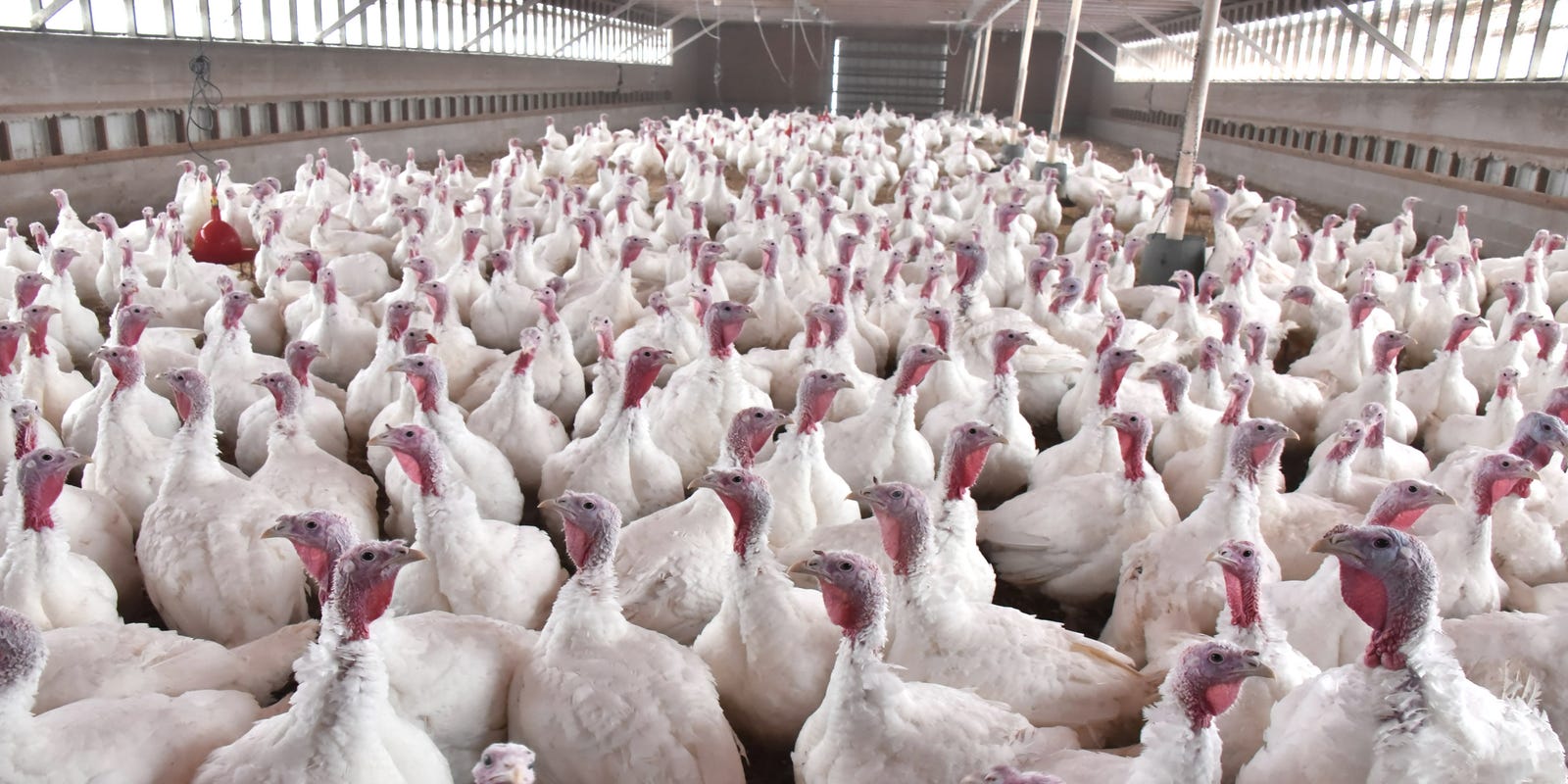 A Fresh Take On Thanksgiving Pricier Free Range Turkeys