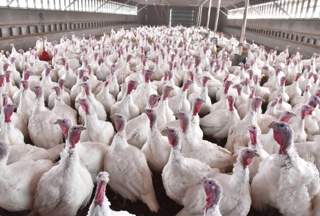 A Fresh Take On Thanksgiving Pricier Free-range Turkeys A Fresh Take On Thanksgiving Pricier Free-range Turkeys