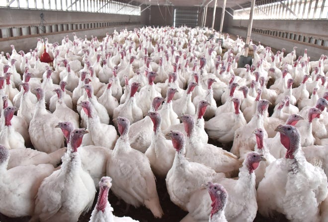 A barn full of broad-breasted white turkeys greets anyone entering the facility at the Duerksen Turkey Farm north of Mancelona. The farm will harvest 1,900 birds from now until Christmas. All 1,200 Thanksgiving turkeys have been sold in advance.