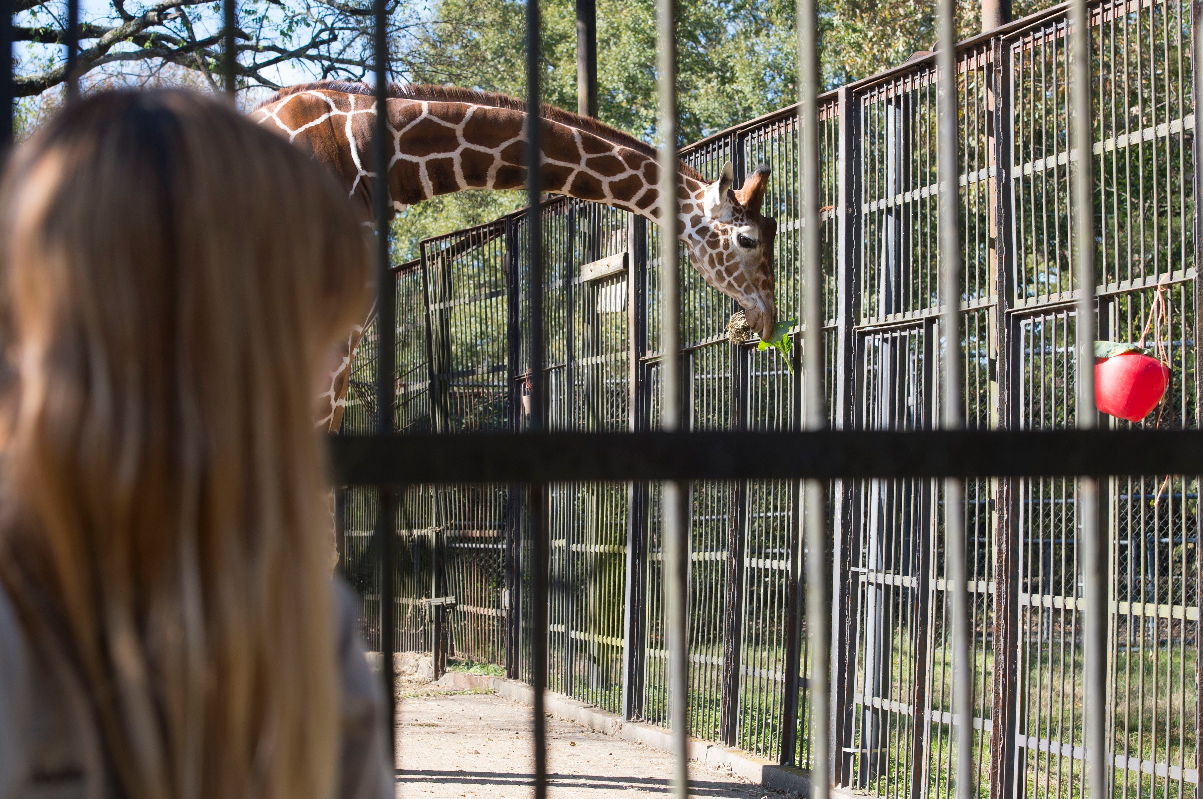 Jackson zoo workers left with no benefits in management change