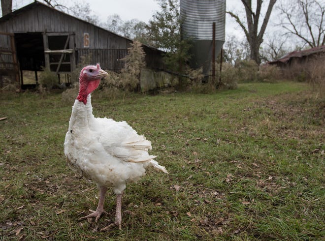 Clyde, one of the turkeys pardoned by the governor, walks around the Bates Turkey Farm in Fort Deposit, Ala., on Tuesday, Nov. 20, 2018.