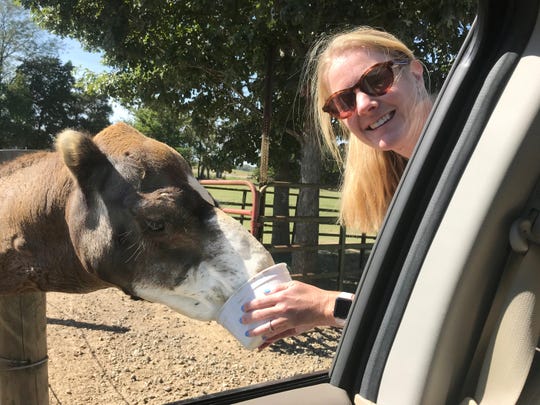 Elizabeth Miller offers her bucket to hungry camel at the Tennessee Safari Park.