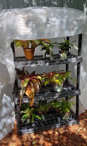 A makeshift greenhouse can be set up at the last minute. Cover shelving with plastic sheeting and use bricks to secure it to the ground, leaving no gaps for air to escape.
