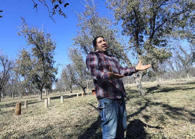 Guadalupe Ramirez III, one of the owners of the Ramirez Pecan Orchard in Clint, talks about how his farm has been devastated by flooding on several occasions. He says his farm is only producing about 60 percent of its potential because of the damage from flood waters.