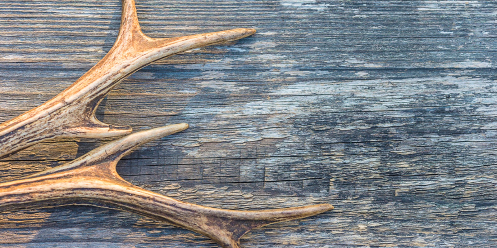 Shed Hunting In Pa What It Is What You Can And Can T Do