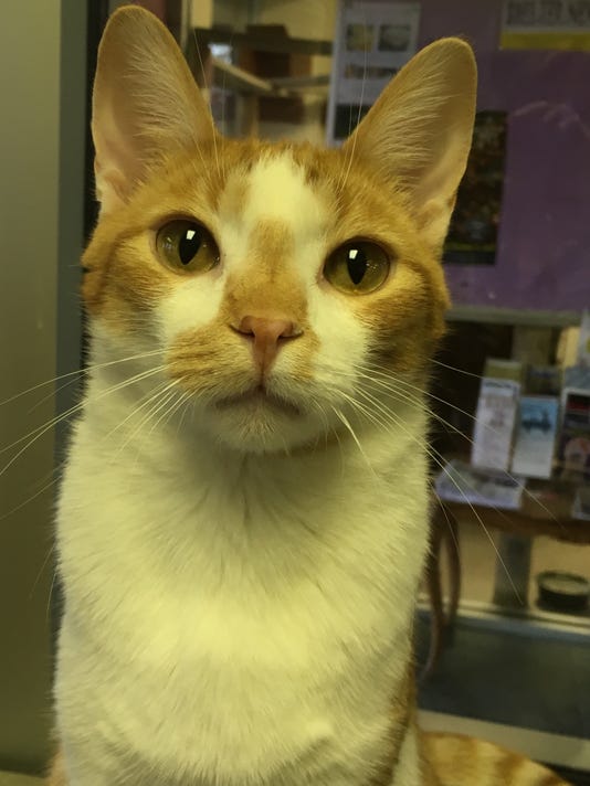 Oshkosh Northwestern Pet of the Week Butterscotch the cat