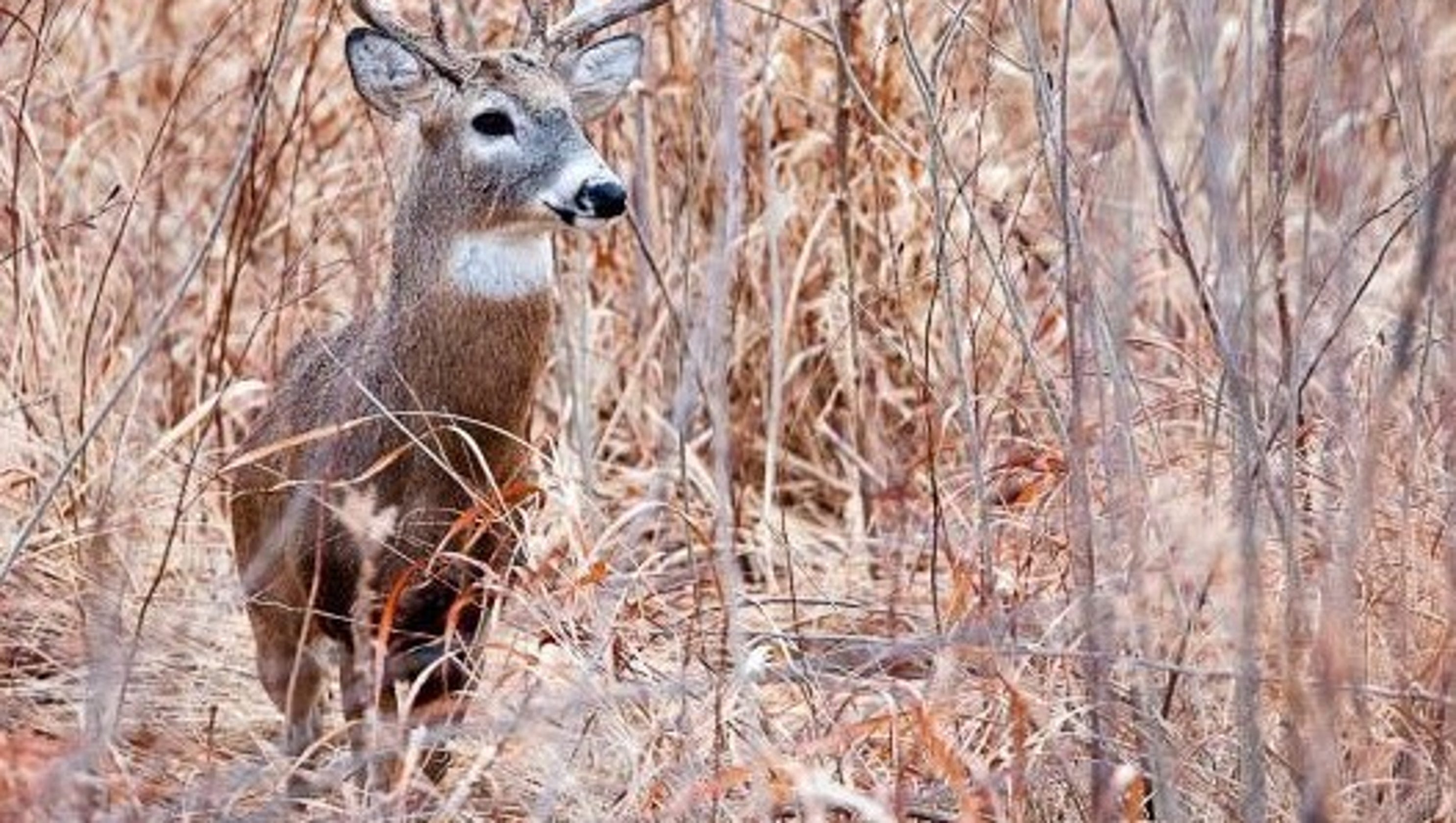 Missouri Deer Season Hunters Kill More Deer In 2018 19 Than 2017 18 missouri-deer-season-hunters-kill-more-deer-in-2018-19-than-2017-18