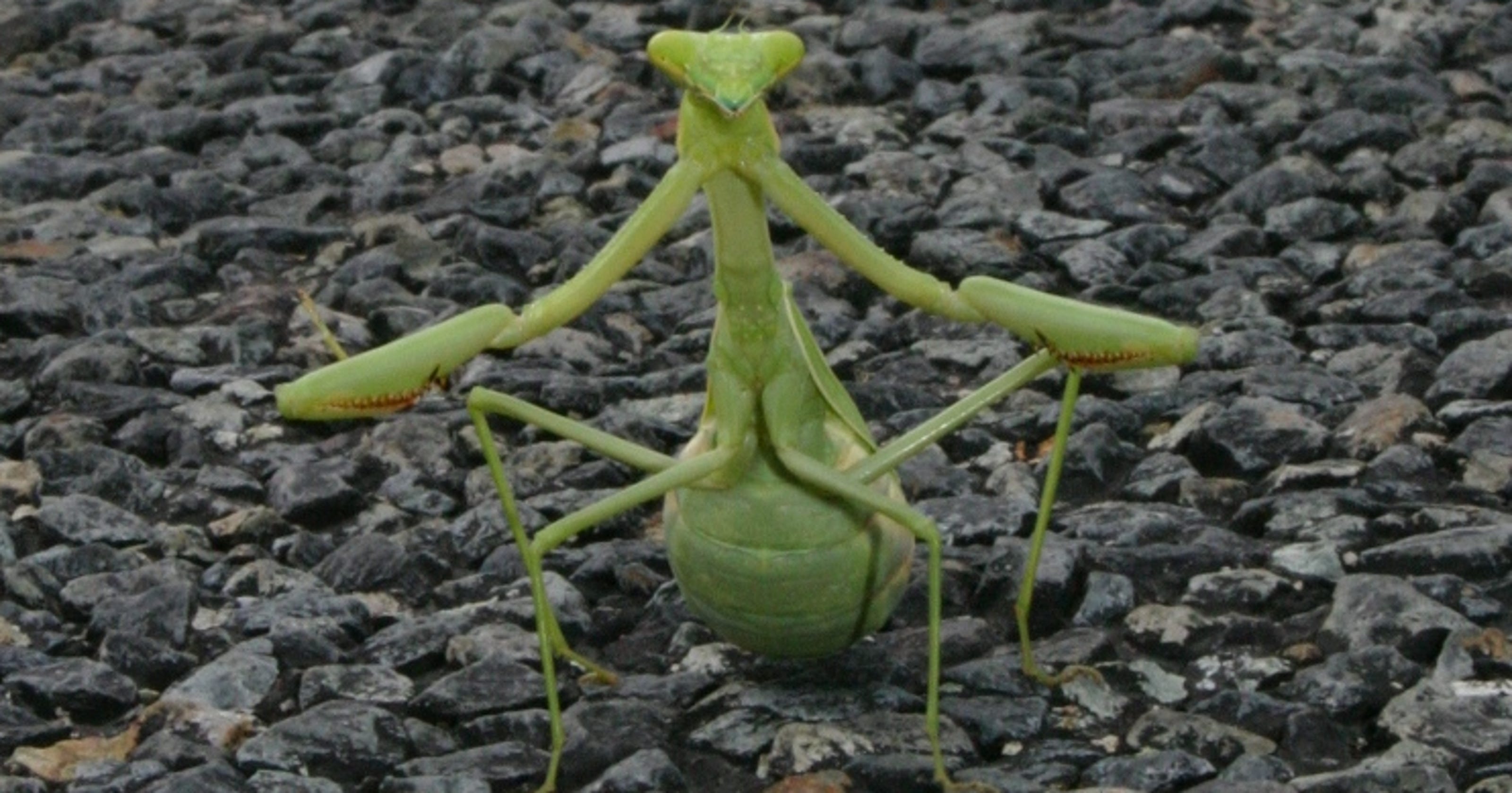 Praying Mantis A Fascinating And Beneficial Insect