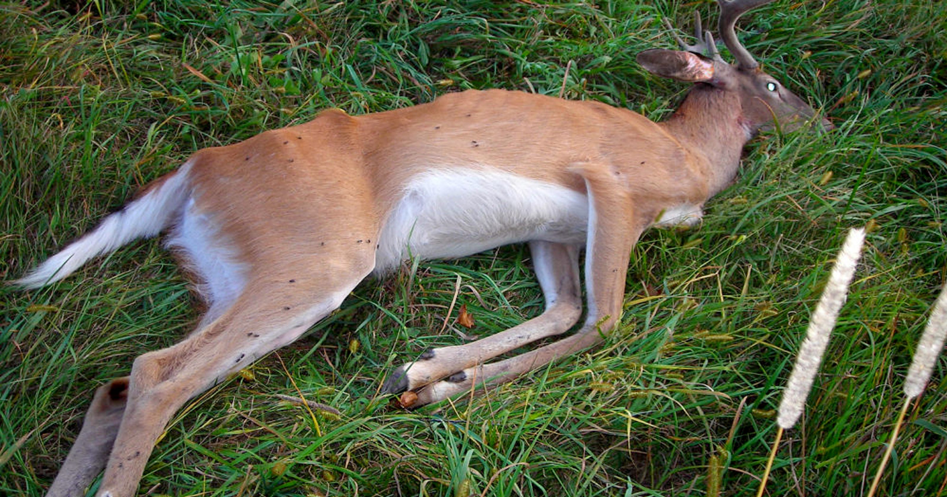 Cwd Deer Disease Could Devastate Deer Population Hunting