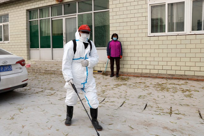 A worker sprays disinfectant near a sealed off pig farm after the latest incident of African swine fever outbreak on the outskirts of Beijing, China, Friday, Nov. 23, 2018.