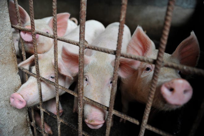 Penn State Hershey Medical Center has said that it will no longer use live pigs as part of its training for emergency medicine interns.