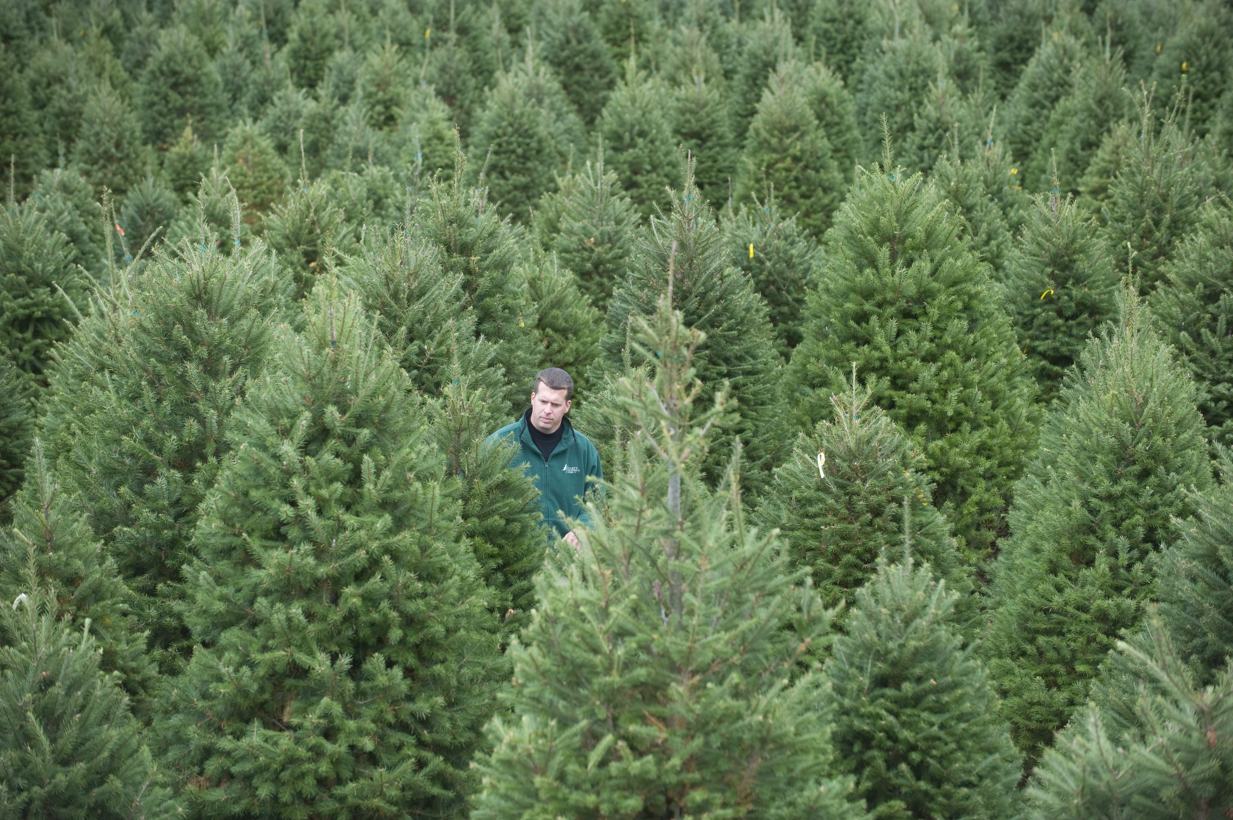 xmas tree deals