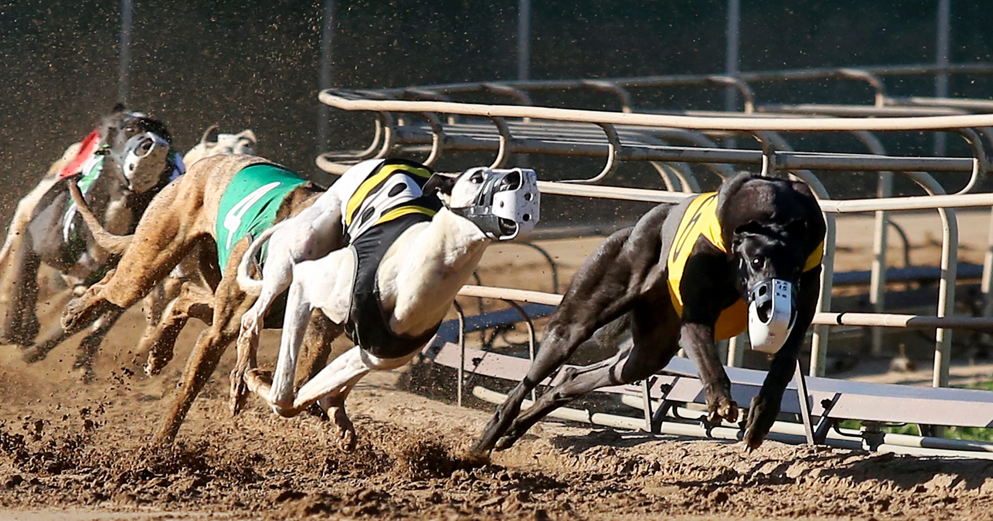Can greyhound racing in Iowa survive after Florida bans the sport?