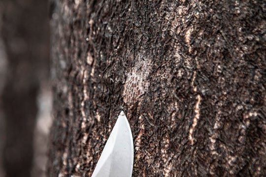 The Pennsylvania Department of Agriculture is encouraging hunters to take action by scraping Spotted Lanternfly egg masses while they are out hunting.