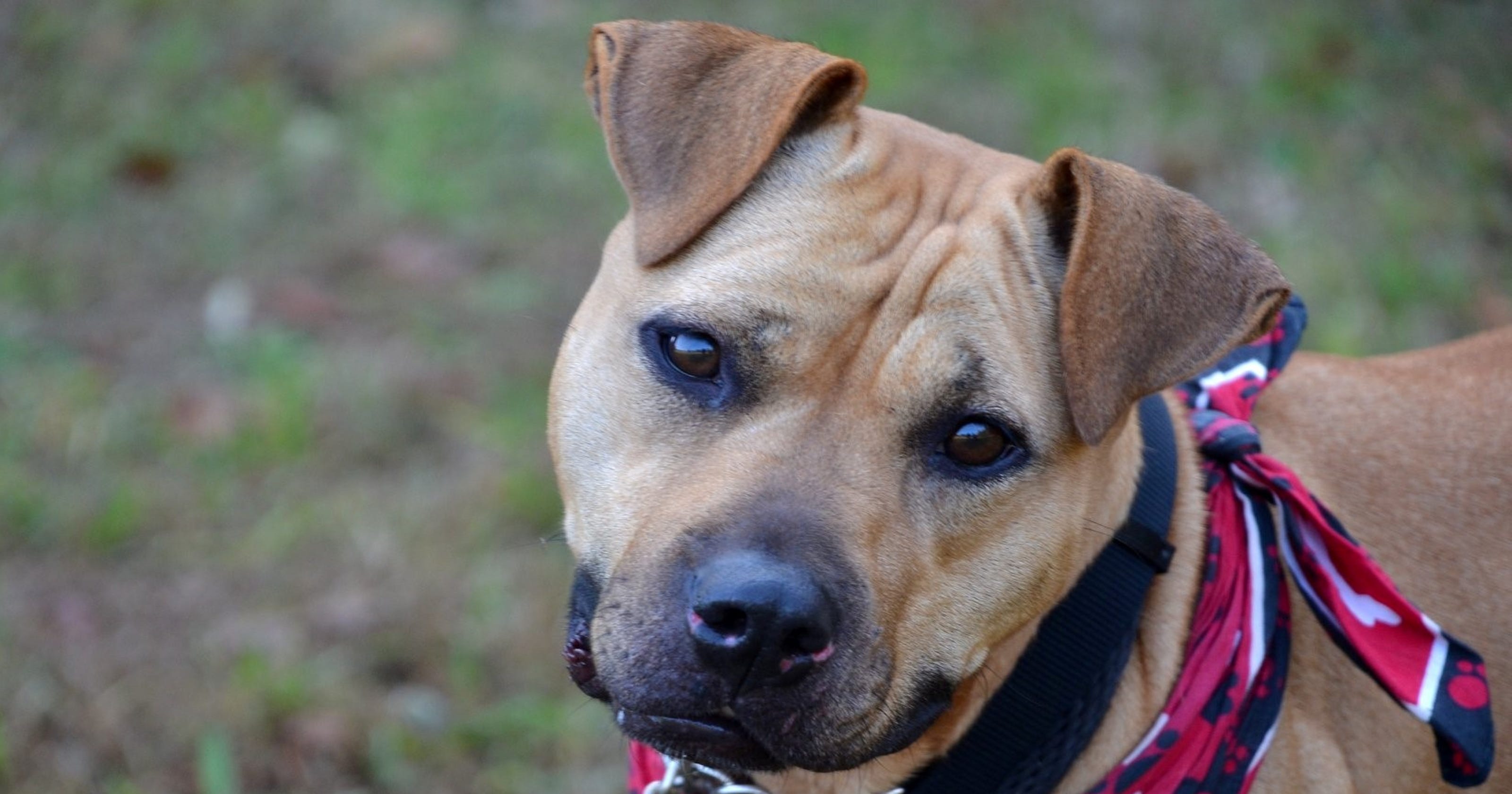 ADOPT US Dogs & cats at South Jersey Regional Animal Shelter