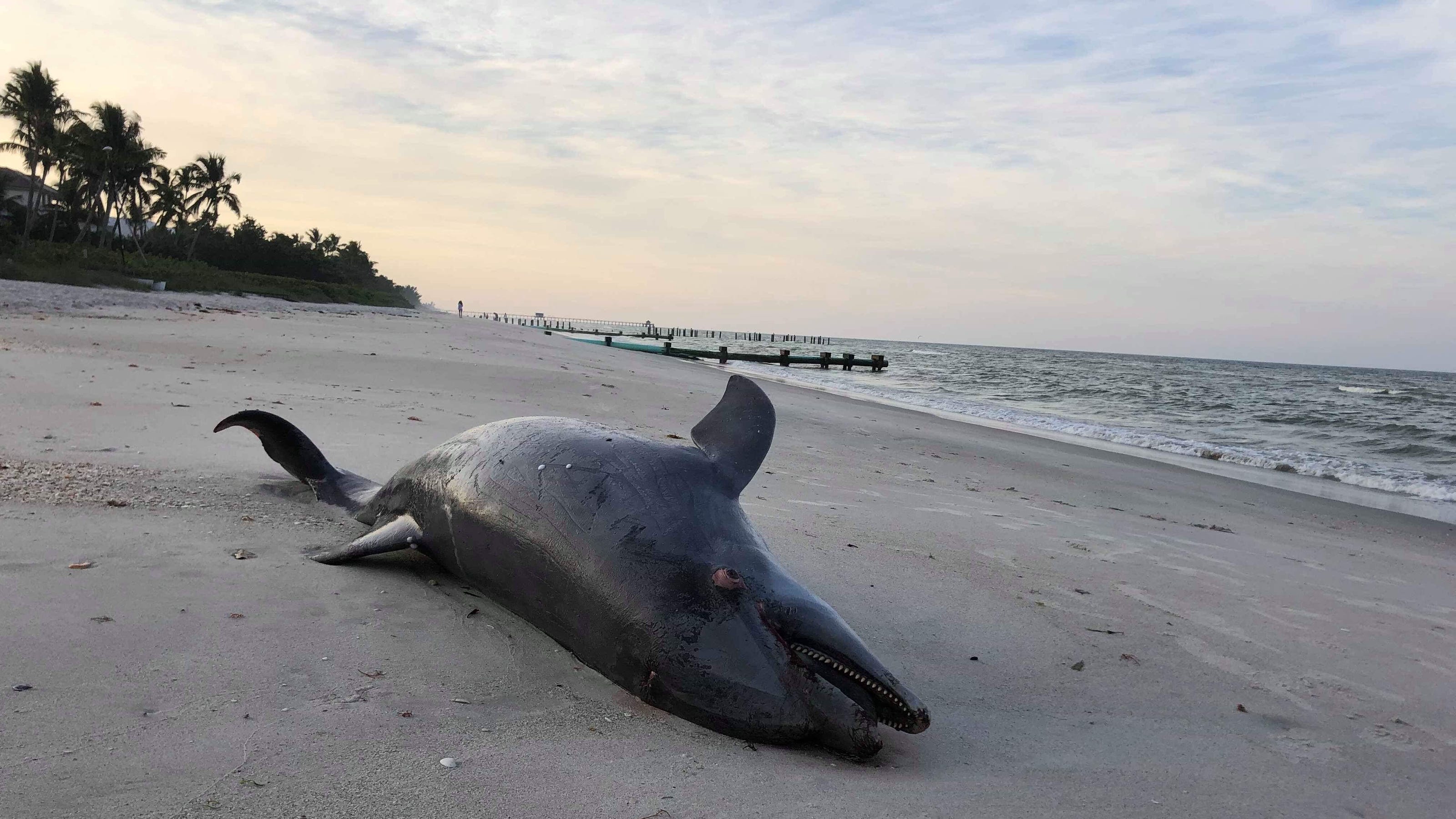 What To Do If You Find A Dead Dolphin On The Beach In Southwest Florida