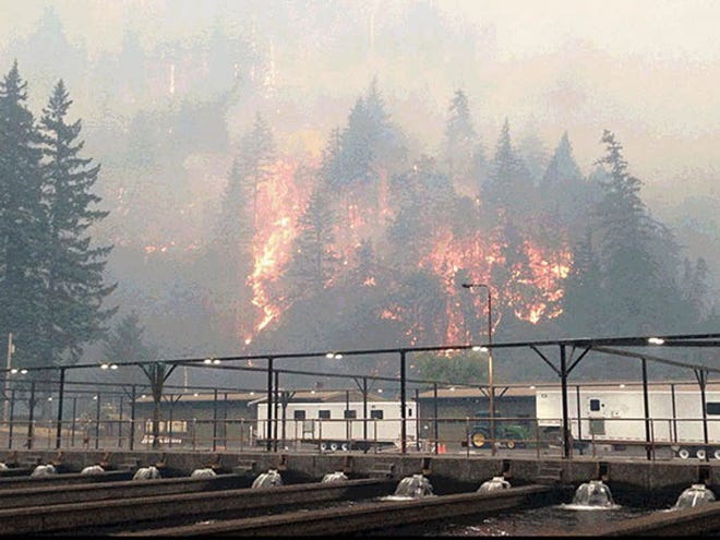 The Eagle Creek Fire as seen from the Cascade Locks Hatchery. To keep hatchery fall chinook from dying because of the fire, Oregon officials released them early.