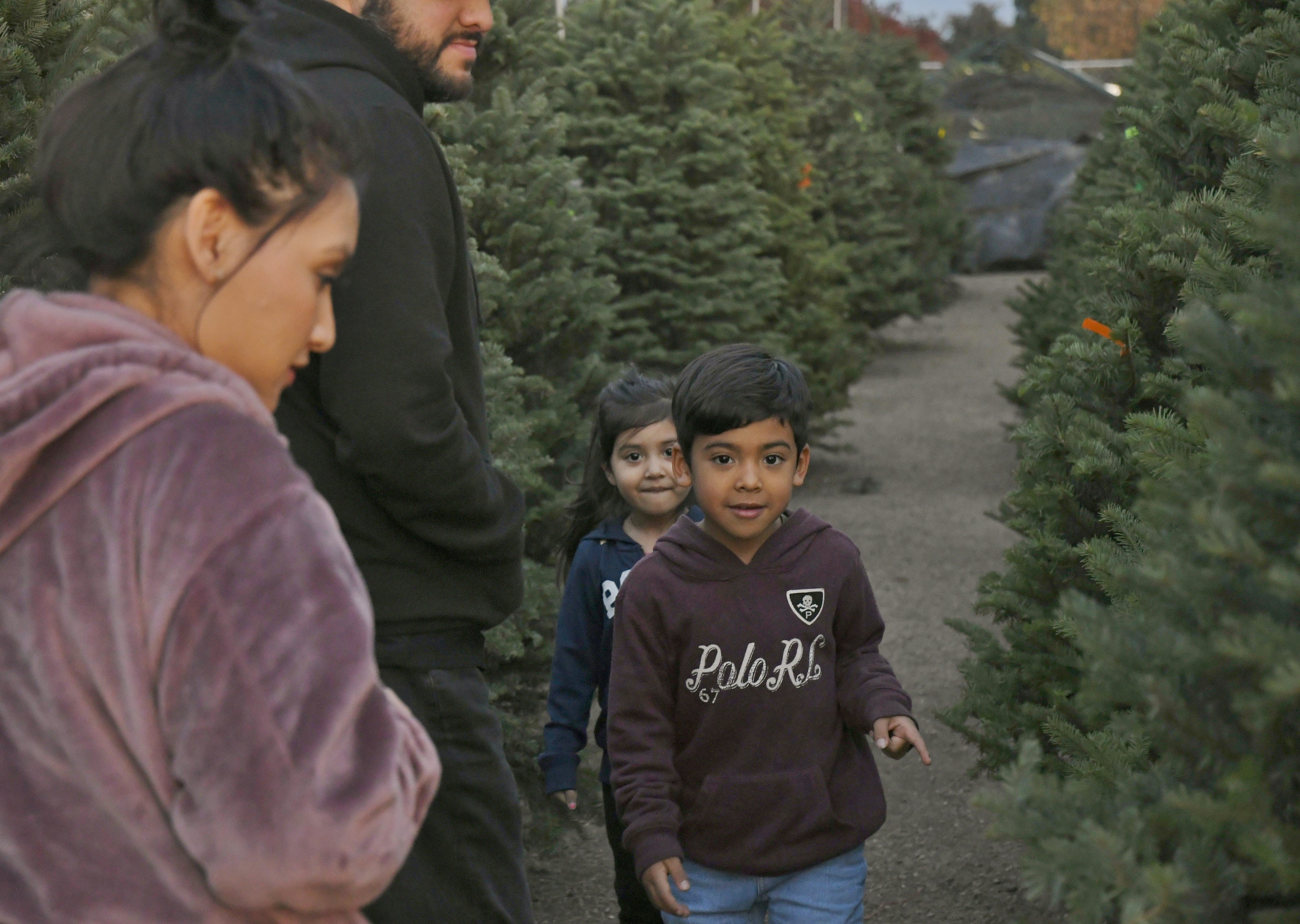 Real or fake The great Christmas tree debate continues