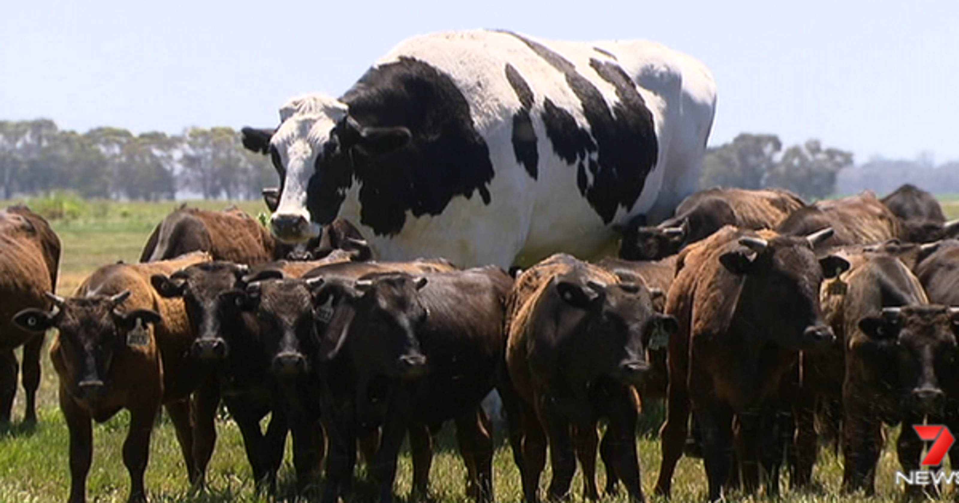 Australia cattle Knickers, a steer, is giant and the loves it