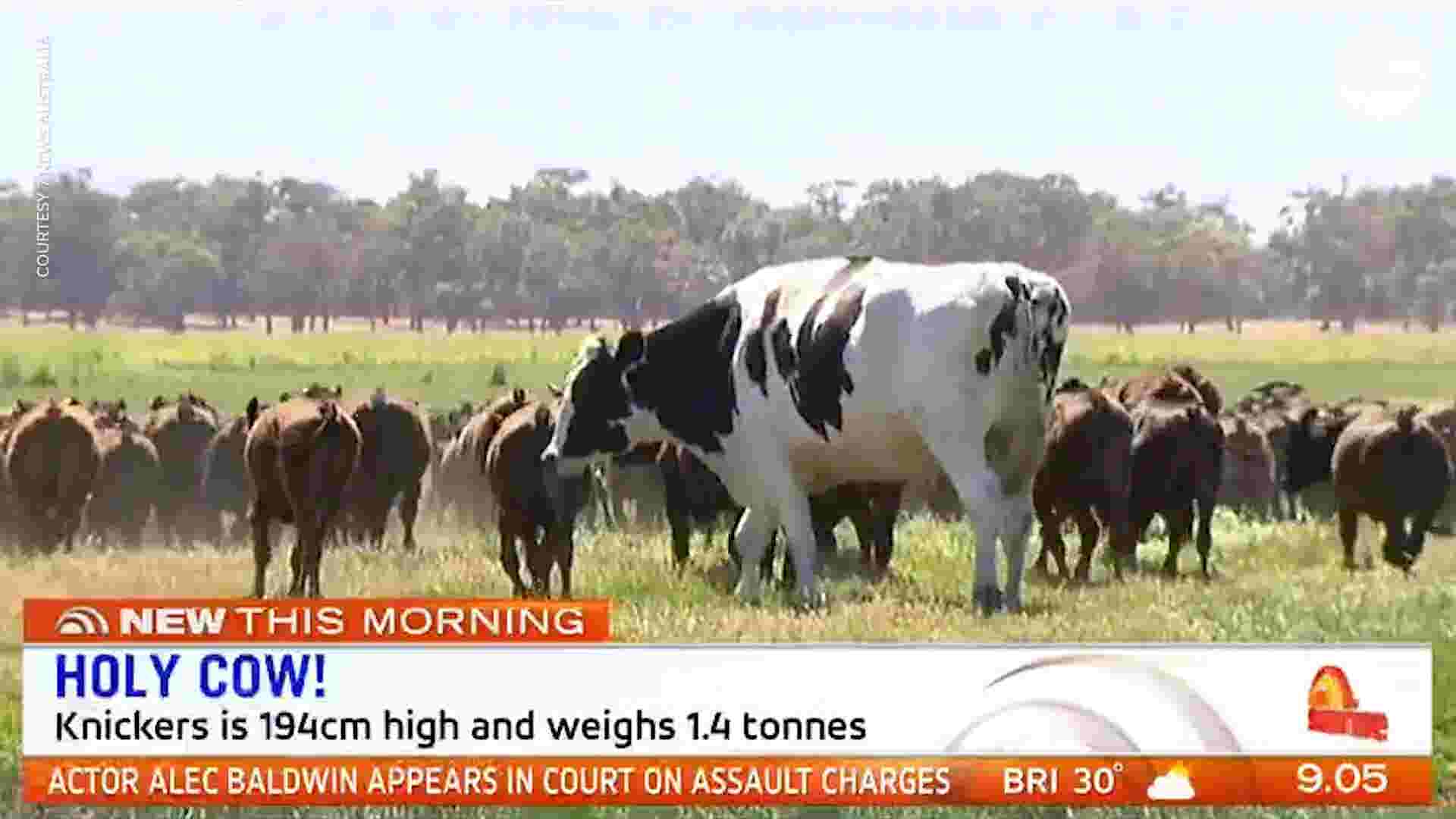 Knickers, a steer from Australia, heavier than some cars