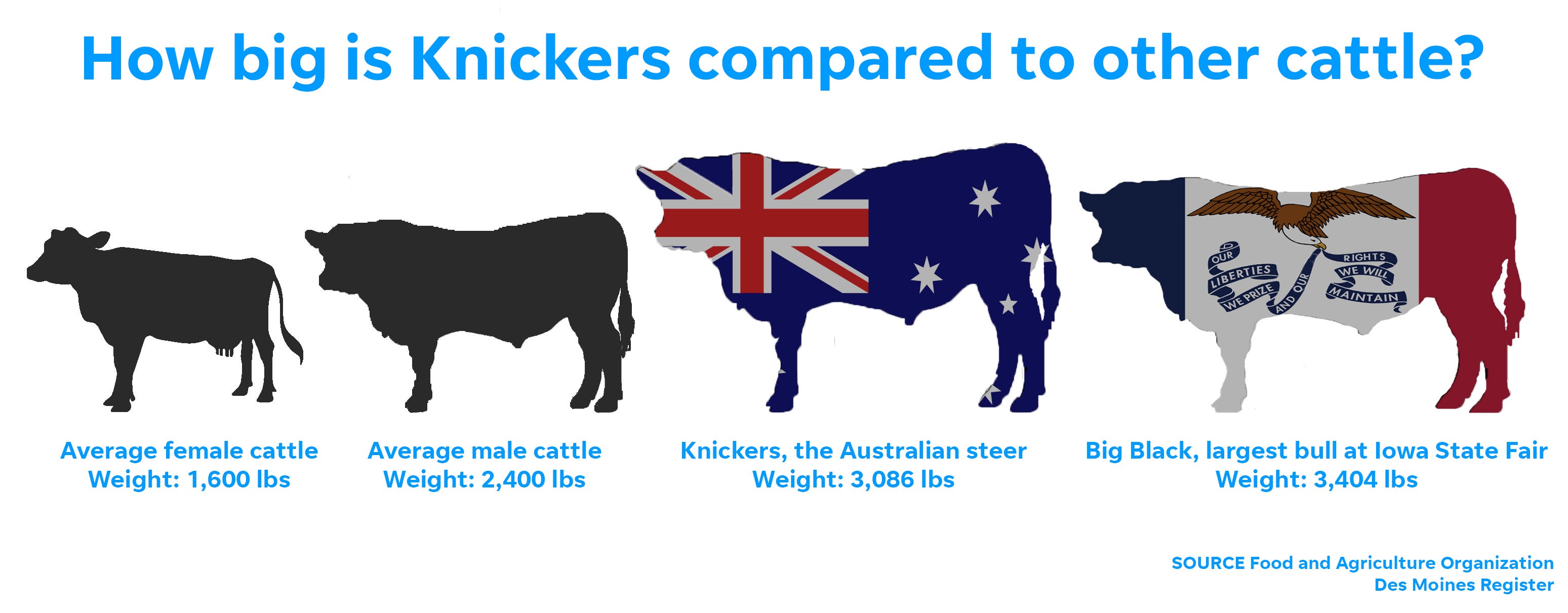 Knickers, the Australian steer How does Iowa's biggest bull compare?