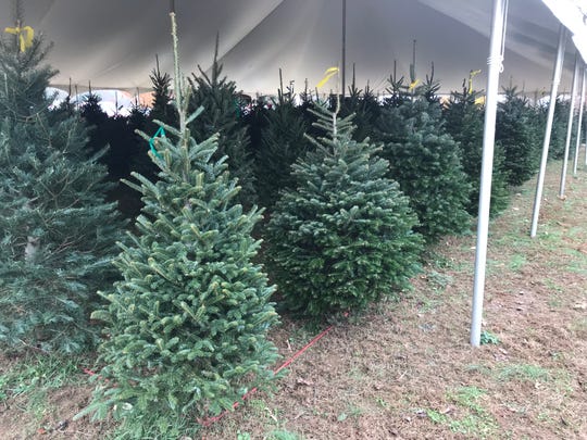 Christmas Trees: What You Should Know About Choosing A Tree In East TN Rows of pre-cut trees at Bluebird Christmas Tree Farm wait to be taken to - Christmas Trees: What You Should Know About Choosing A Tree In East TN