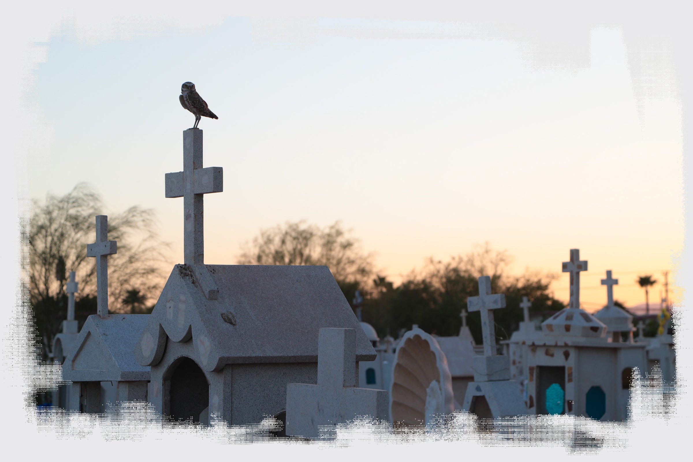 A burrowing owl perches atop a headstone at the Jardin Descanso Eterno Cemetery in Mexicali.