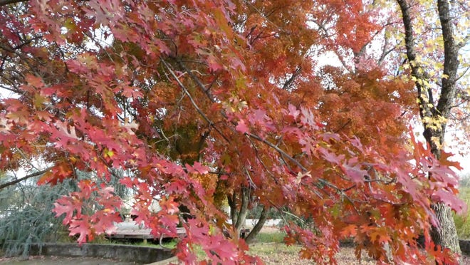 Add fall color to your garden with a Northern Red Oak.