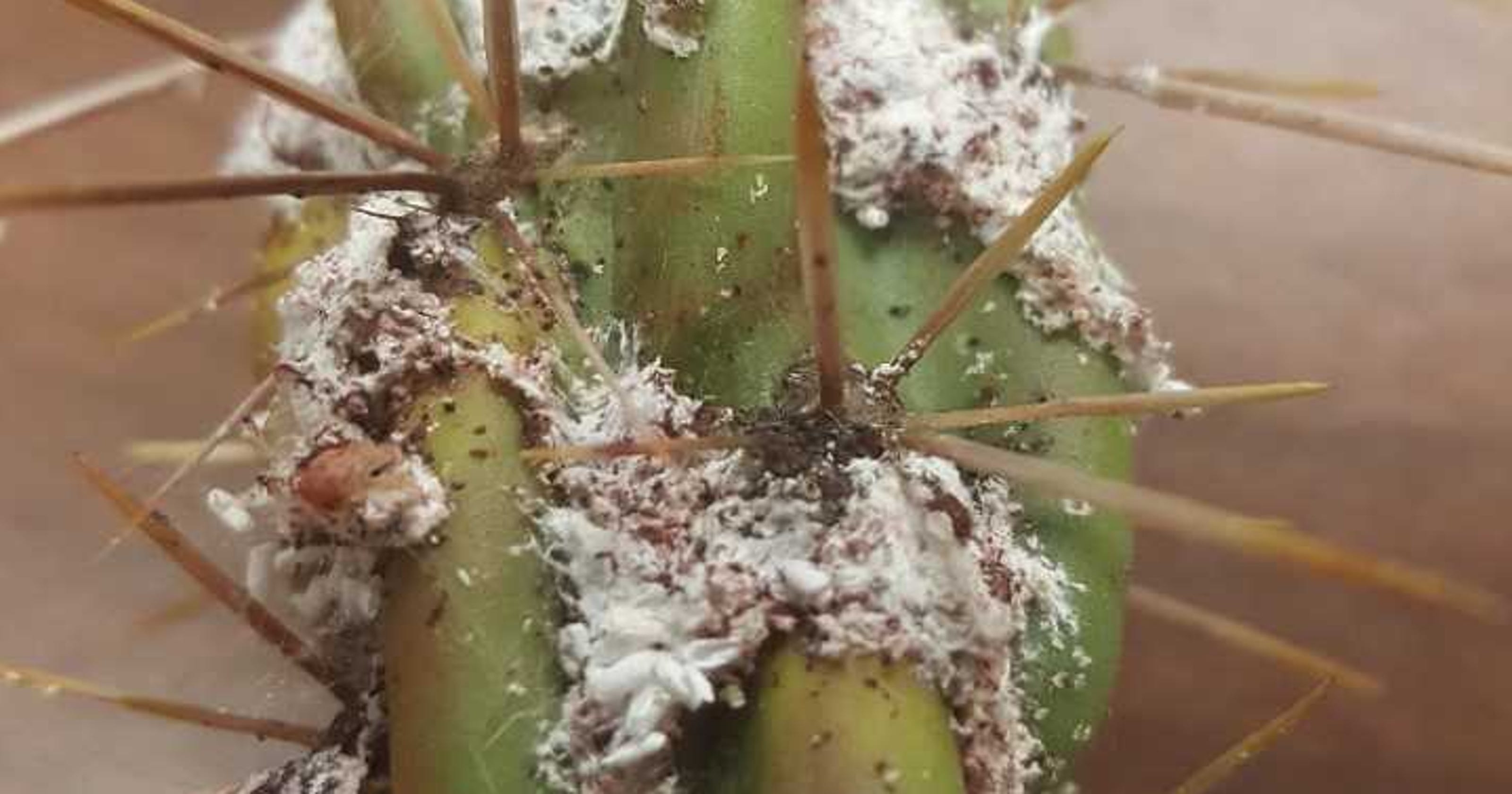 What is that white stuff on my cactus?
