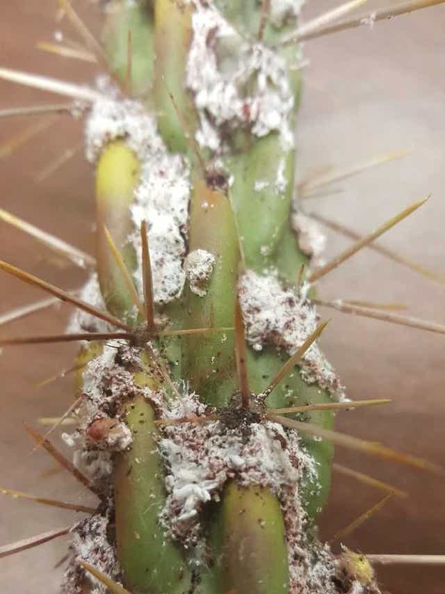 What Is That White Stuff On My Cactus