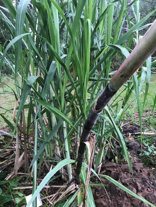 Sugar Cane Grows Fast In Humid Florida