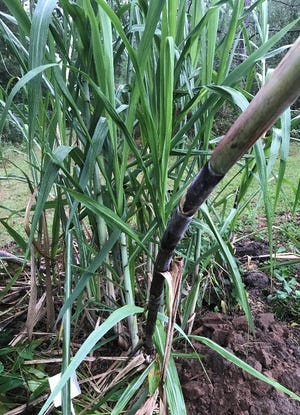 Sugarcane growing in the Leon County Extension Demonstration Garden.