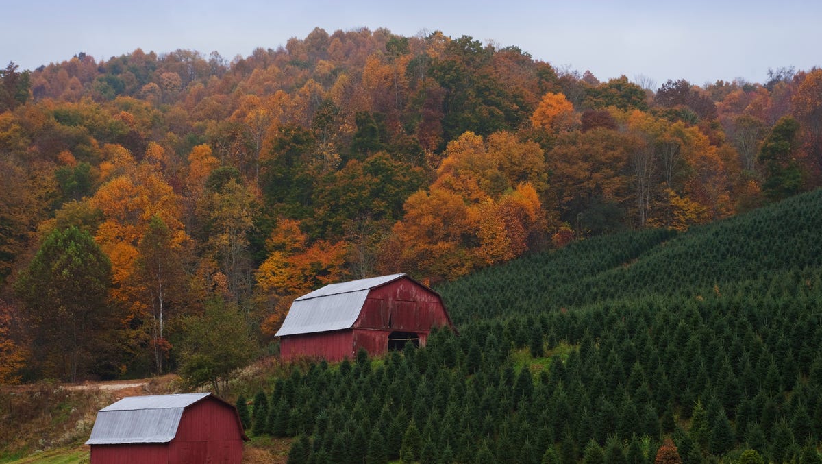 The main Fraser-growing areas are in  far northwest North Carolina, on the Tennessee or Virginia borders. The farm shown here is in Ashe County.