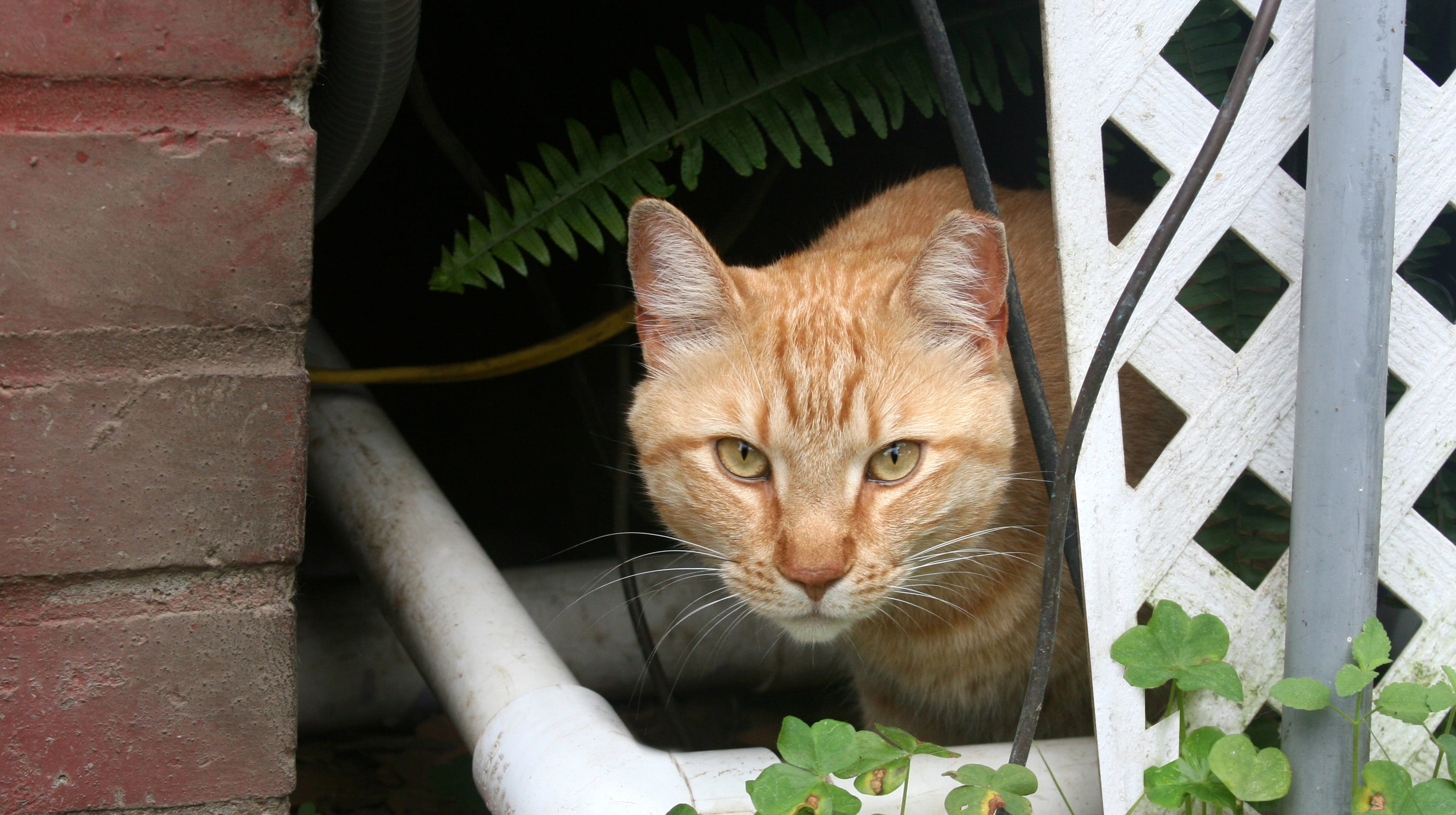 why does your kitten bite you
why are cats biting me
why does my cat suddenly bite me for no reason
how to make a kitten stop biting you
why my kitty bites me
my cat plays aggressively
my cat sometimes bites me
my kitten will not stop biting me
how do you stop a cat from scratching
why does my cat have petting aggression
how to stop a cat biting when playing
my cat is scratching me
why does cat play bite me
what to do about cat scratches
what to do when my kitten bites me
what does it mean when cats gently bite you
my cat keeps biting my kitten
my cat bites me when i stop petting
what does it mean when my cat play bites me
how to get cats to stop biting you
my cat is suddenly biting me
what does it mean when your cat playfully bites you
cat is attacking me
why would a cat scratch you
why do cats suddenly start biting
my cat attacks me when i sleep
if your cat scratches you
what do i need for my cat
my cat is gently biting me
cat attacks me for no reason
how do i make my kitten stop biting
when a cat bites you gently
my cat likes to play bite me
how do you stop a cat from biting you
why my cat is scratching
how to stop cat from clawing me
how to teach your cat not to scratch you
how can i stop my cat biting me
why does my cat bite me when we play
when do cats stop biting you
kitten will not stop biting
the cat can
kitten playfully bites
my kitten bites too much
cat scratching behavior
kitten aggressive biting
why does my kitten like to bite
what does it mean when cat gently bites you
young cat biting
stop cat from scratching me
why would a cat bite me
kitten wont stop biting me
kitty bites me
how to stop my kitten attacking me
is my kitten playing or attacking me
why do cats bite and scratch for no reason
how to teach my cat not to scratch me
how to stop your kitten biting you
why cat play bite
what do you do when a cat scratches you
what to do if you get a cat scratch
why do cats scratch and bite
what to do when cats bite you
my does my cat bite me
how stop kitten biting
cat bites too much
how to make your cat stop attacking you
why does my kitten keep biting and scratching me
prevent cat from scratching
how to teach kitten to not bite
kitten loves to bite
cat aggressively bites me
kitten play bites me
my cat always scratches me
how to teach cat not to scratch me
why does my cat keep gently biting me
my cat bites too much
why does my cat attack my kitten
my cat keeps play biting me
why does cat attack me
how to make a cat not bite
what to do when cat scratches
stop cat from biting me
why is my kitten always attacking me
why does my bite me
my cat has a biting problem
cat scratch me what to do
where should i scratch my cat
do kittens like to bite
on my cat
me a cat
my cat keeps biting me when playing
why do cat bite for no reason
stop cat from play biting
how to get kitten to stop biting and scratching
why does my cat not bite me
teach cat to stop biting
teach a cat not to bite
my kitty bites me
cat my cat
cat likes to play bite
why does a cat bite when being petted
what to do if my cat attacks me
how to stop my cat from play biting
why cat likes to bite
cat scratched by another cat
why is my kitten aggressively biting me
what does it mean your cat bites you
why cats like to bite
why does my cat bite at me
cat likes biting me
how to make cat stop scratching me
why my cat is scratching me
why do cats bite on you
cat attacks and bites for no reason
are cats playing when they bite
what to do about a cat scratch
if cats bite you what does it mean
how to make my cat not bite me
my kitten started biting me
can you teach a cat not to bite
cat scratch or bite
cat scratching you
how to stop your kitten from biting and scratching you
why is my cat always biting and scratching me
kitten keeps clawing me
kitten constantly attacking me
how to get a cat to stop play biting
how do i know if my cat
how to stop kitten from scratching me
my pet cat bit me
my kitten bite me what should i do
a cat scratched me what should i do
when do cats scratch
how to make a cat stop attacking you
y do cats bite
my cat from
what to do with my cat
cat scratches and bites me
how do i stop a kitten from biting
how to make a cat not scratch you
what does it mean when cat bites you gently
how to stop your cat attacking you
why my kitten bites me so much
kitten clawing me
why do cats keep biting me
why does cat bite me for no reason
teaching cat not to bite
how to get cat to stop scratching things
why does my kitten scratch and bite me
do all kittens bite and scratch
my cat bites when playing
no scratch cat
when cats bite are they playing
if my cat bites me
how do you stop a kitten from attacking and biting
i want to bite my cat
why does my cat always play bite me
why does my kitten claw me
cat biting at claws
when cats scratch you
my cat was scratched by another cat
if dog bite cat what to do
what to do if my kitten bites me
my cat bites me in my sleep
when do kittens stop scratching and biting
what do i do when my cat bites me
stop cat love bites
kitten is attacking me
how to stop a cat biting and scratching
what does your cat biting you mean
cats play biting me
cat aggressively biting me
why is my cat biting more
why do cats suddenly bite and scratch you
how do i get a kitten to stop biting
keep cats from scratching
how to teach a cat not to scratch you
pet cat bites me
what do i do if my cat scratched me
do pet cats bite
my kitten keeps attacking my cat
what should you do if your cat attacks you
what helps cat scratches
what does it mean when my cat keeps biting me
what to do when my cat scratched me
how to stop cat from love biting
why is my kitten always biting
scratches cat
why has my cat started attacking me
cat keeps biting kitten
kitten attacking
kitten is biting and scratching
what does it mean when a kitten play bites you
why do cats suddenly bite you
why my cat keeps scratching me
what does it mean when a cat keeps biting you
what do love bites from cats mean
what to do if your cat bites
why my cat keep scratching
why does my cat suddenly want to bite me
how is my cat
what can i do for my cat
how to make your cat stop biting and scratching you
how to teach a kitten not to bite and scratch
cat biting me in my sleep
kitten keeps scratching
my cat suddenly started biting me
what stops cats from scratching
when your cat scratches you
what if your cat scratches you
why do kittens scratch and bite
what do you do if your cat bites you
when cats bite gently
how to teach your kitten to stop biting
why do cats bite kittens
how to stop a kitten biting and scratching
why cat keeps biting me
stop cat biting and scratching
why to cats bite you
how to stop kitten from play biting
why is my kitten scratching and biting me
how to stop cat biting you
your cat bites you
why does my cat claw and bite me
why would my cat bite me for no reason
why does cats scratch you
why do kitties bite you
how to get my cat to stop play biting
how to teach your cat not to scratch
why my cat is attacking me
how do i stop my cat from scratching
why do cats claw on things
what if my kitten bites me
get my cat to stop biting
how do i stop kitten from biting
how to stop biting kitten
my kitten plays too much
teach kitten not to scratch
kitten is biting too much
where do cats like to get scratched
my cat keeps biting and attacking me
my cat has started biting me for no reason
why does a kitten bite you
why is your cat biting you
cat scratch vs bite
what to do when a cat scratches
what happens if a cat bites another cat
how to stop play aggression in kittens
what is my cat doing
why does my kitty bite me so much
what to do with a cat that bites you
what to do if your kitten bites you
a cat scratched my dog
make your cat
why does my kitten keep clawing me
how to get your kitten to stop biting and scratching
cat bites you what does it mean
my cat constantly bites me
why wont my cat stop biting me
kittens that bite too much
my kitten likes to bite me
why do cats bite at their claws
do cats scratch for no reason
my kitten play bites too much
my cat is playful biting me
stop cat play biting
will kitten stop biting
for your cat
what does it mean when cat bites
why my cat bites and scratches me
what to do if cat bites me
kitten suddenly biting me
will cats bite
why do cats bite me for no reason
why do we need cats
what if cats bite you
my cat cat
why does my cat bite me aggressively
how to stop cats from clawing
how to teach cats not to scratch
why does my kitten scratch so much
kitten always biting and scratching
what to do if your cat is biting you
how can i teach my cat not to bite
what do i do if a cat scratches you
my cat i
my cat keeps biting things
i got bit by a cat what should i do
how to make your cat not scratch you
my cat bites me when i sleep
how to get a cat to not bite you
will my cat stop biting
how to make kitten not bite
the cat is scratching
my cat bites my kitten
kitten always attacking me
what makes a cat bite
what to do about a cat that bites
aggressive cat biting
cat is always biting me
my cat is play biting me
reasons cats bite
a kitten bite me
where can i get my cat
my cat will not stop biting me
where can i find my cat
how to make a cat stop scratching you
how to stop kitten play biting
cat got scratched
kitten attacking dog
how to get cat to stop clawing
how do you get your cat to stop biting you
how to stop a cat from clawing you
why does cats bite when being pet
why is my kitty biting me
why is my kitten starting to bite me
how to make my cat
how to get my cat to stop clawing me
if your pet cat bites you
why does my kitten aggressively bite me
how to stop a young cat from biting
why cats are biting
why would a cat bite
my cat has suddenly started biting me
what does it mean when a cat bites me
why does my cat bite me so aggressively
scratched by my cat
how do i make my kitten stop biting me
why does my kitten bite me gently
what to do when your cat bites
what cat is my cat
how do i stop my kitten from scratching me
kitten keeps play biting
my cat is biting me a lot
why does my cat sometimes attack me
how do i stop a cat from biting
no my cat
pet cat scratched me
what to do when cat bites and scratches
cat has started biting me
can kittens bite
my kitten has started biting me
why do kittens bite when playing
what to do when a kitten scratches you
why to cats bite
how can you stop a cat from biting
when do cats stop biting and scratching
why my cat bite me for no reason
how to teach my kitten to stop biting
why do cats sometimes bite you
why does your cat suddenly bite you
playful aggression in cats
how to stop my cat scratching me
when your kitten bites you
cat biting aggressive
why my cat scratches so much
take my cat
my cat got bit by a dog
how to keep my kitten from biting
why has my kitten started biting me
do cats bite when they like you
what does it mean if my cat gently bites me
when do kittens stop biting you
when will my cat stop biting me
how do i keep my cat from biting me
how to keep my cat from biting me
how to make cat stop attacking me
how to get cat not to bite
how to stop cat scratching you
how to make your cat not bite you
got bit by a cat what should i do
what to do if my cat keeps biting me
why is my kitten keep biting me
how to prevent cat bites
why do kittens attack you
what do i do when my cat attacks me
how do you make a kitten stop biting
we can do it cat
why is my kitten always biting and scratching me
why kitten likes to bite
how to stop my cat from biting and scratching me
how do i stop my cat attacking me
how do you keep a kitten from biting
how to prevent your cat from biting you
what should we do when cat scratches
my cat likes
why does my cat bite gently
stop my kitten from biting me
what should i do if cat bite me
how to keep my cat from biting
stop cat from biting when petting
what to do with a cat scratches you
how to stop cat clawing me
my cat has started attacking me
how to get your kitten to stop scratching
when do kittens start biting
kitten play bites too much
how to stop your cat scratching you
what does it mean when your cat starts biting you
how can i get my kitten to stop biting me
what do you do when your cat bites you
when do kittens stop play biting
how to stop my cat from clawing me
how to stop kitten scratching me
why my kitten attacks me
why is my kitten scratching
my cat is constantly scratching
how do you stop a kitten from biting you
kitten is scratching and biting
whats my cat
bit by my cat
how to teach kitten not to bite and scratch
how do you stop your cat from biting you
my cat has a scratch
dog bite cat what to do
why do cats suddenly scratch you
when kittens bite are they playing
cat suddenly started attacking me
cat suddenly started biting me
how to stop a cat from love biting
why cats bite gently
kitten clawing
how to stop dog from biting cat
how to stop a kitten biting and attacking
how to teach a cat not to bite or scratch
get your cat to stop biting
how to stop young cat from biting
my cat always play bites me
what to do if your cat has a scratch
how to get your cat to stop play biting
kitten has started biting
how to keep my cat from scratching
much cat
how to stop your cat from play biting
prevent cat from biting
teach kitten to stop biting
how to stop cat from biting things
how to stop a dog attacking a cat
why does my cat scratch a lot
stop kitten scratching me
how to get cat to stop clawing me
what to do when cat bites me
what it means when cats bite you
cat biting me when petting
why does my cat suddenly attack and bite me
my cat always attacks me
what to do if kitten bites
what does it mean if your cat keeps biting you
why my kitten bite me so much
what to do with cat that bites
kitten behavior biting
how to get a cat from biting
cat take
kitten is always biting
what does it mean when your pet cat bites you
why kittens bite when playing
how to get kitten stop biting
kitten biting dog
what to do if the cat scratch you
how to make a cat stop biting and scratching
when i pet my cat why does it bite me
kitten wont stop attacking me
how to stop my cat
what happens if a cat scratches
what should i do for a cat bite
love bites in cats
do all cats bite and scratch
how to stop a kitten attacking you
how to stop my cat from
scratch prevention cats
why do kittens scratch you
how can i get my cat to stop biting
why does my cat play bite so much
cat constantly biting
why does my kitten always bite
how to keep kittens from scratching
what to do when your cat
how to stop my dog from biting my cat
how can you stop a kitten from biting
how to get a cat not to bite
do do cat
cat scratching things
there cats
why do kittens bite and scratch so much
why kitten always biting me
how do cats scratch
why my cat scratches and bites me
how to keep your cat from scratching you
my kitten bites when playing
cat will not stop biting
how to make my kitten stop attacking me
how to get a cat to not scratch you
why cat always bite me
why kitten biting me
how to stop a kitten from play biting
what to do when your kitten attacks you
how to prevent my cat from biting me
the animal cat
my cat bites for no reason