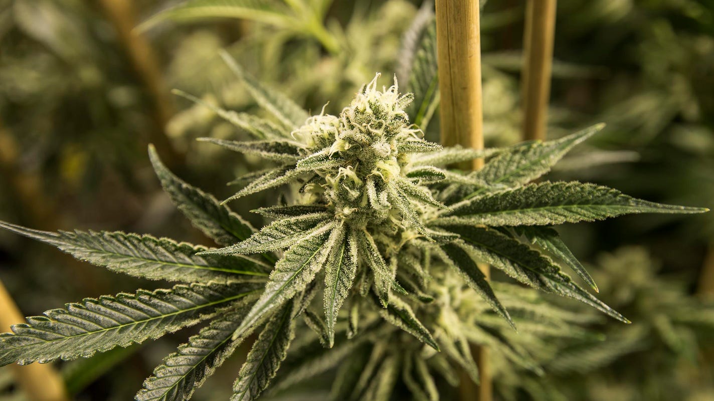 bremerton dispensary