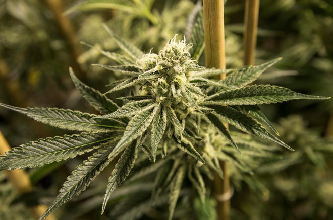 Veritas Fine Cannabis one of Colorado's top grow facilities that offers high quality cannabis to the industry. Marijuana plants in the later stage of growth begin to flower offering quality buds for consumption or extraction. Denver, CO on Wednesday, April 11, 2018