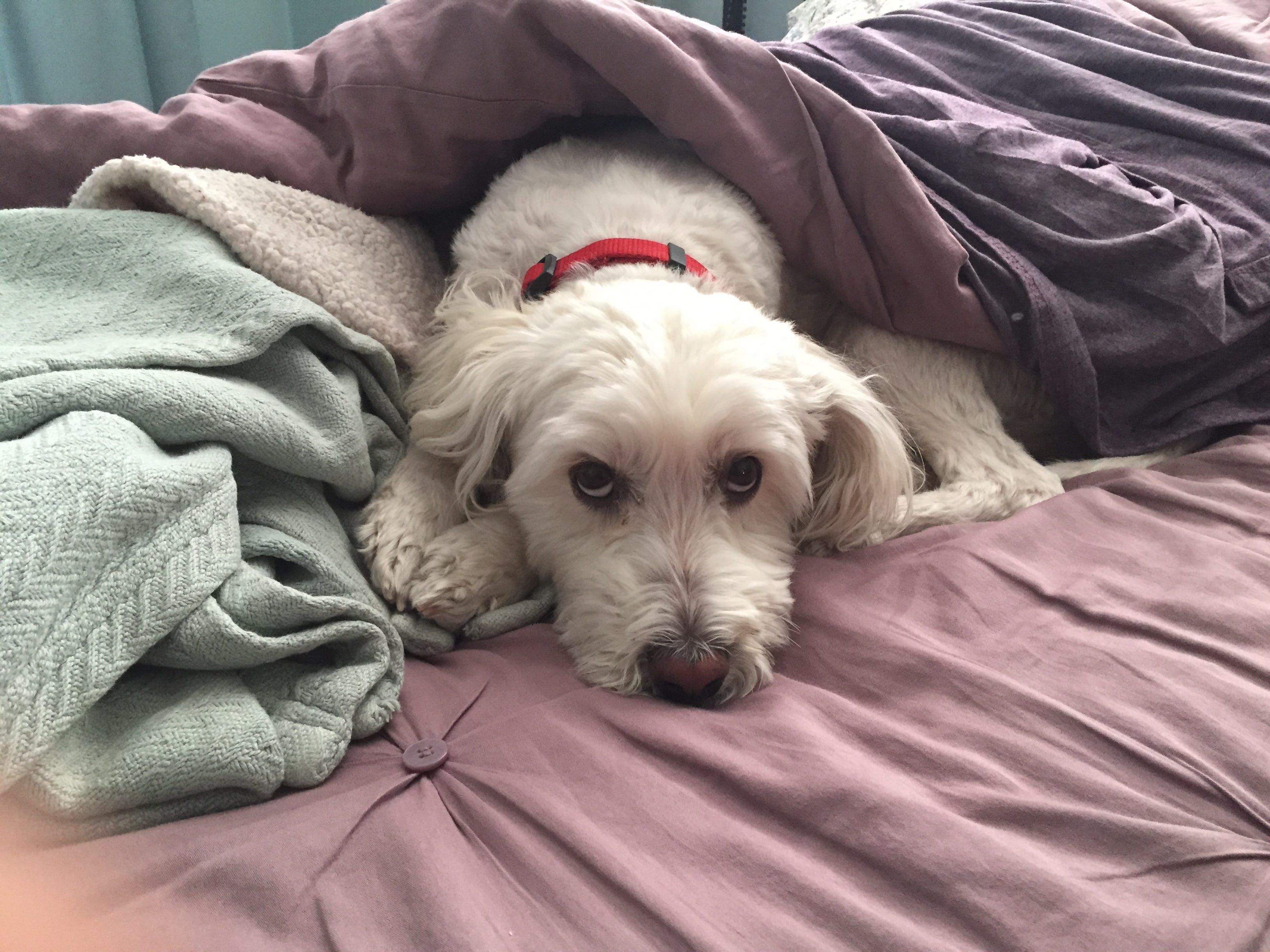 Why Do Dogs Like To Sleep With Their Humans