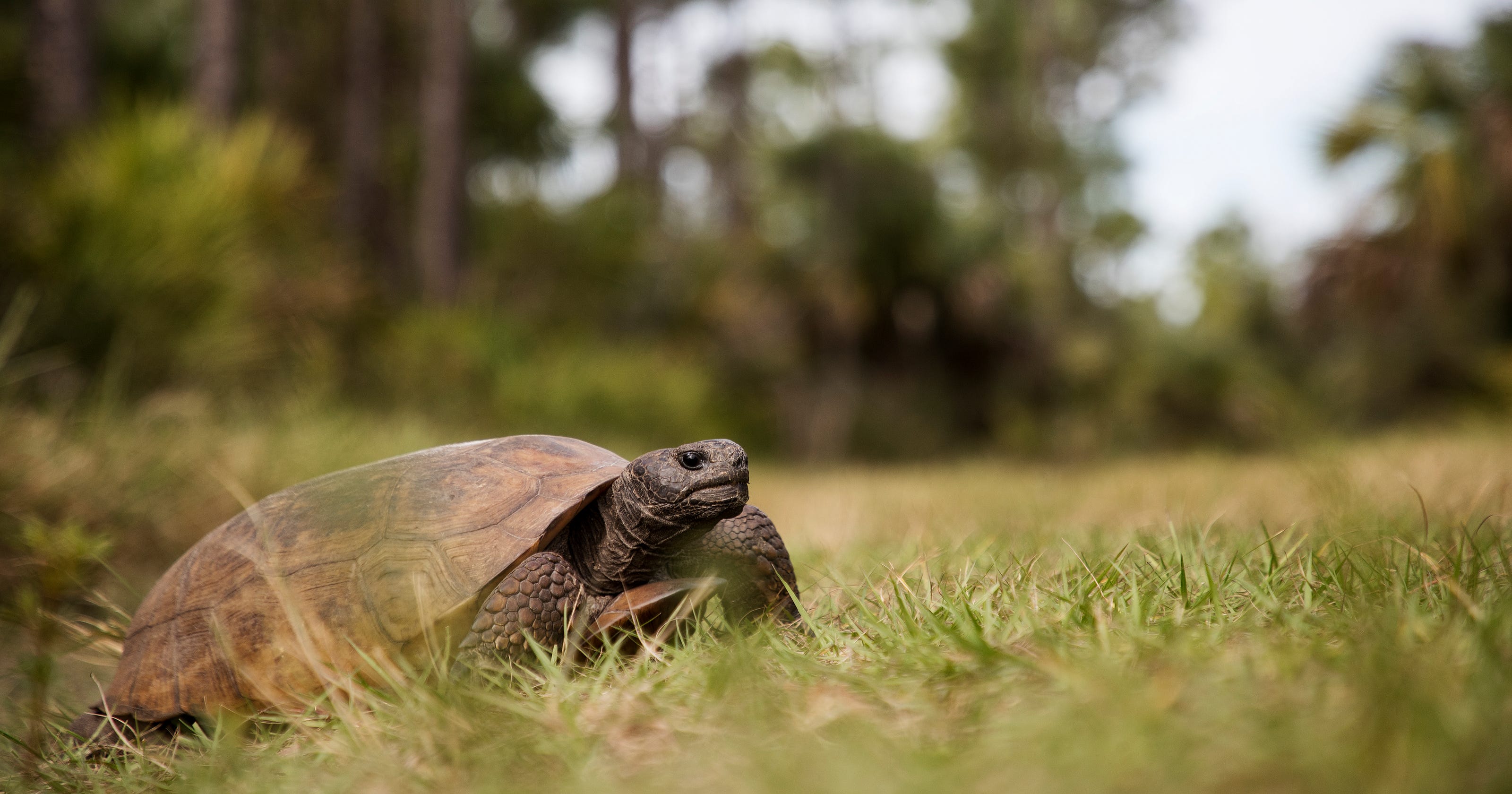 Watch Out For The Florida Gopher Tortoise An At Risk Keystone Species