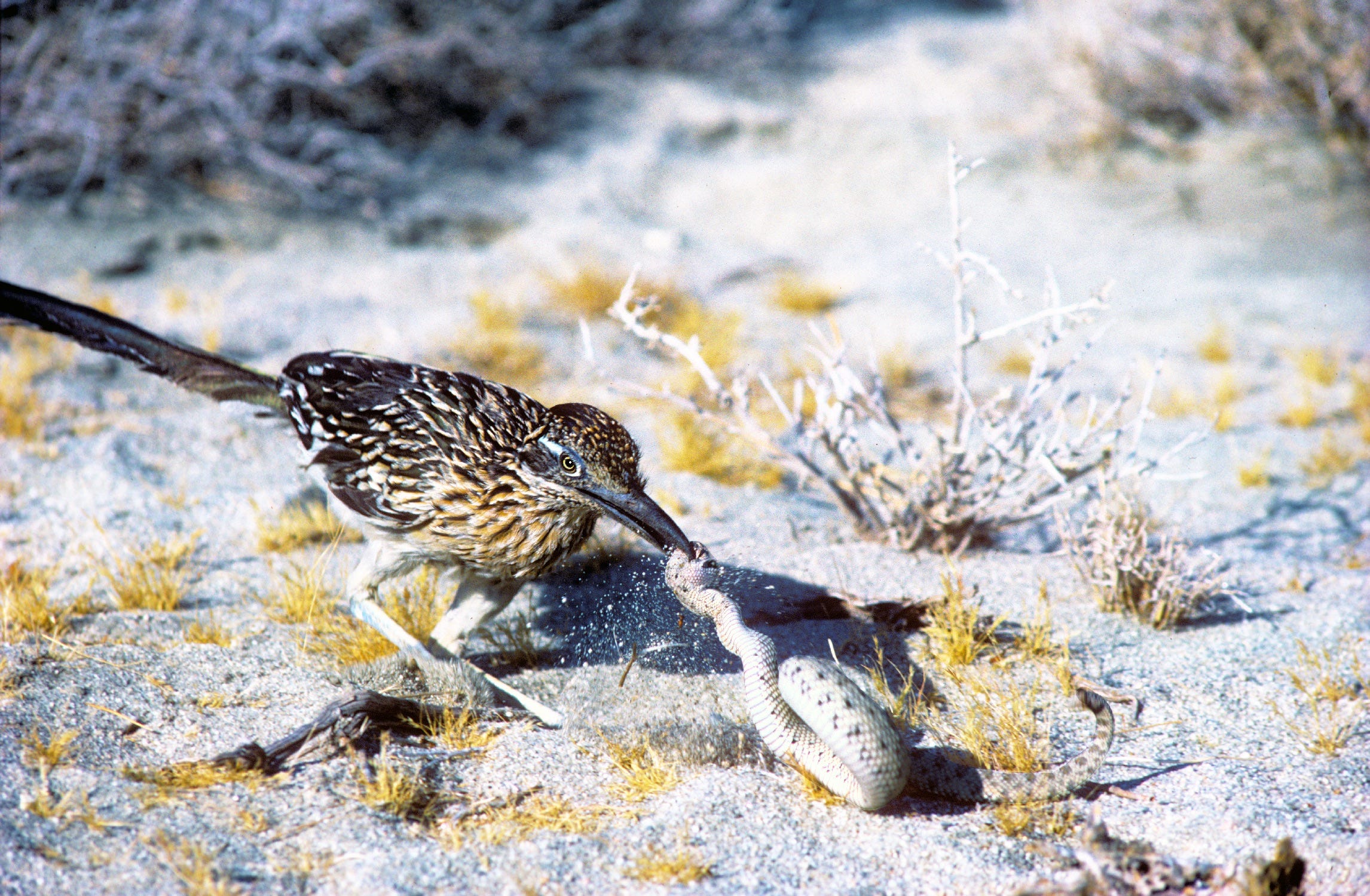 California desert roadrunners disappear each winter, here's why California desert roadrunners disappear each winter, here's why